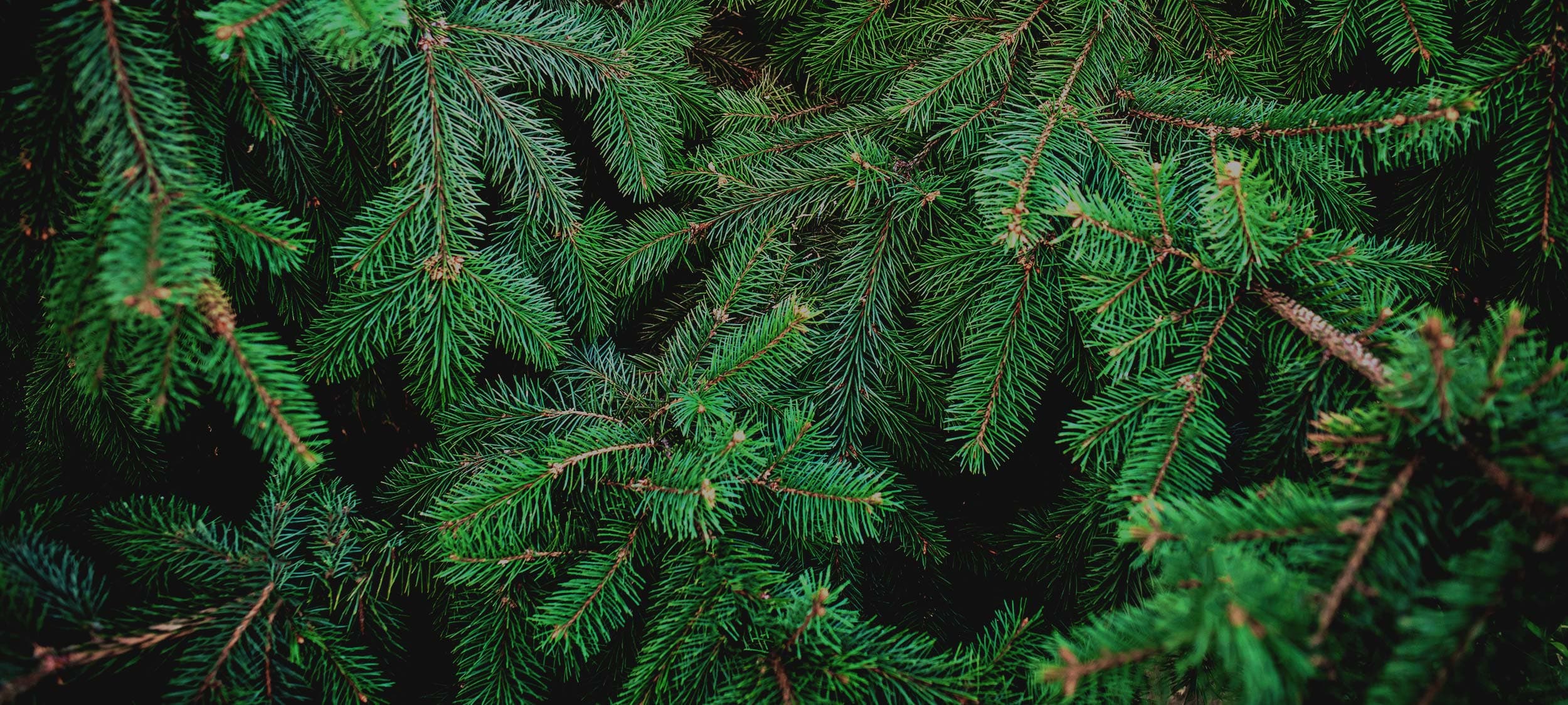 Green Oregon fir boughs, the Oregon Specialty Group homepage banner